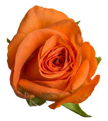 Pink Roses